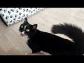 Tuxedo Cat Meowing Compilation