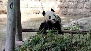 preview picture of video 'Giant Panda at Chongqing Zoo, May 9 2011'