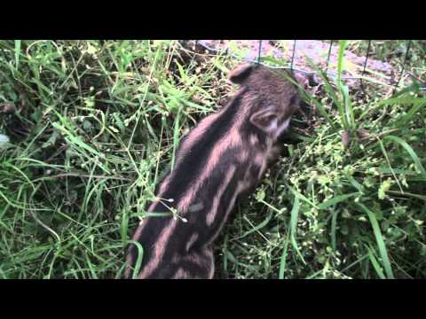 Cucciolo prigioniero della rete ....liberato mentre la madre mi controllava da vicino