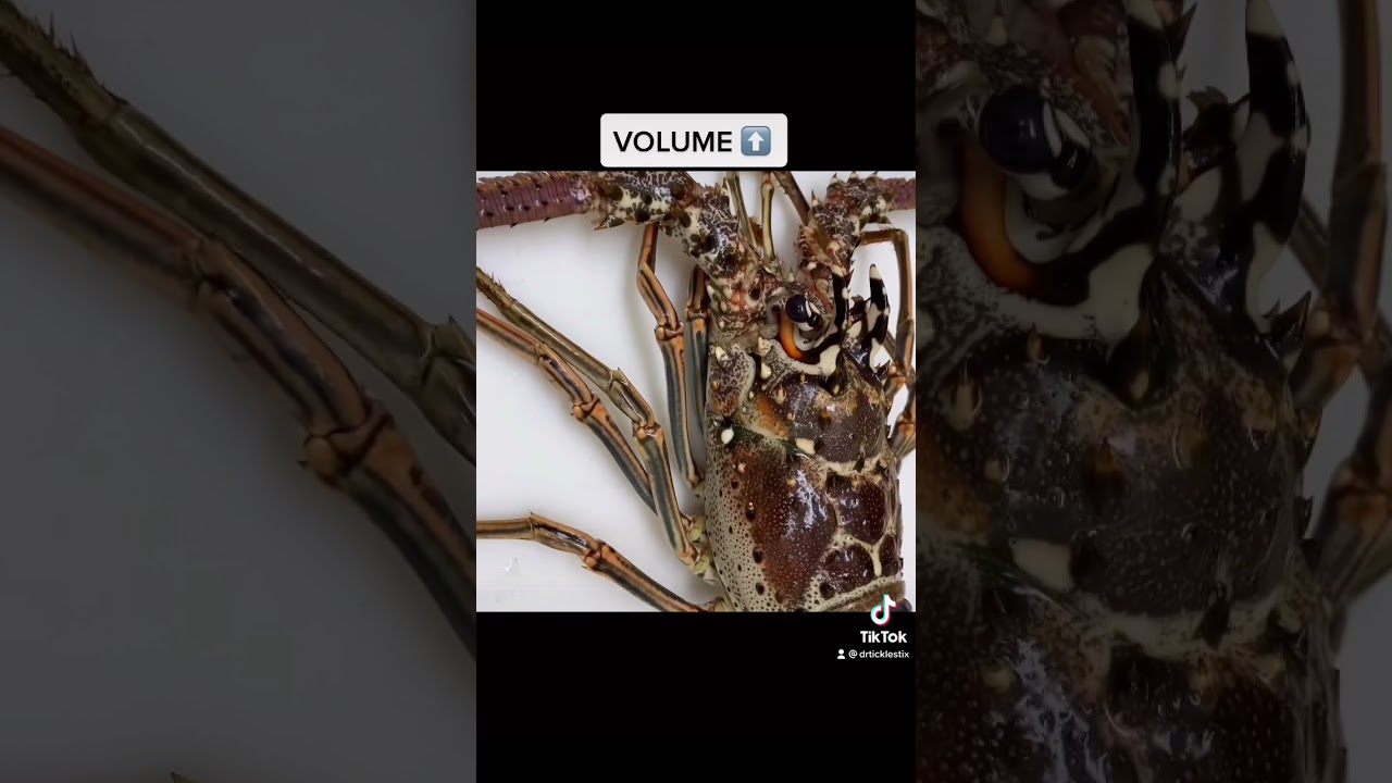 LOBSTER SCREAMS: LISTEN CAREFULLY. #shortsvideo #shorts #fyp #fishing