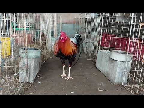 Super Sweater frm.Biboy Enriquez of Firebird Gamefarm