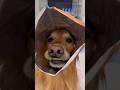 My dog almost gave me a heart attack!