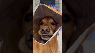 My dog almost gave me a heart attack!