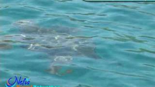 preview picture of video 'Nefis Travel Zakynthos Eco-friendly turtle spotting'