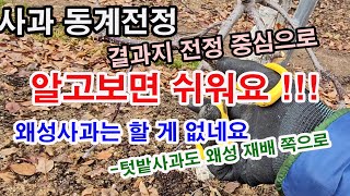 사과 동계전정, 알고보면 쉬워요. 더구나 왜성사과는 할 게 없어요.(과수 전정, 사과 전정, 사과 겨울전정,…