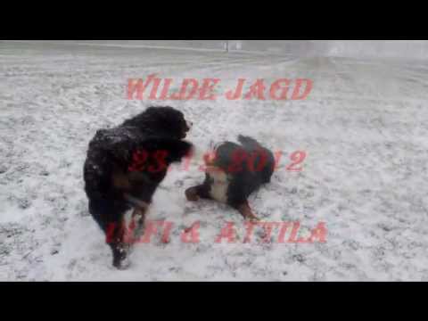 Wilde Jagd1