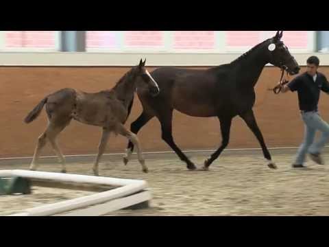 Hf v Danciano x Sandro Hit x Welt Hit II