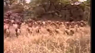 South Africa - Ladysmith Black Mambazo - Lentombi