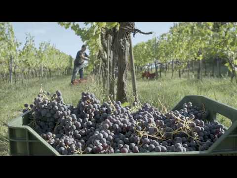 BIBI GRAETZ Testamatta 2018 IGP Toscano video