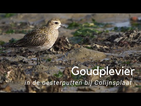 Goudplevier in de Oesterputten bij Colijnsplaat #1076