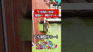 見られてない時が一番緊張する #かえるてんぐ #ゲーム実況 #めっちゃカメレオン