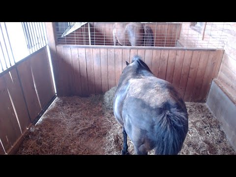 A new baby at The Farm