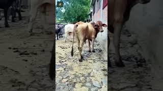Download lagu Cow Enjoying Toilet Time - By confinamentovicosa (Ig) mp3