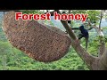 Tree Climbing Skills Without Fear Of Heights Harvesting Honey From Dangerous Tall Trees