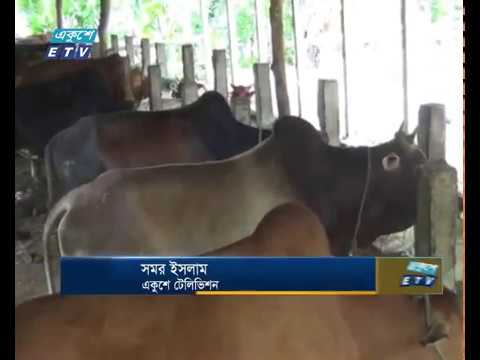 লক্ষ্মীপুরে গরু মোটা-তাজাকরণে ব্যস্ত খামারীরা