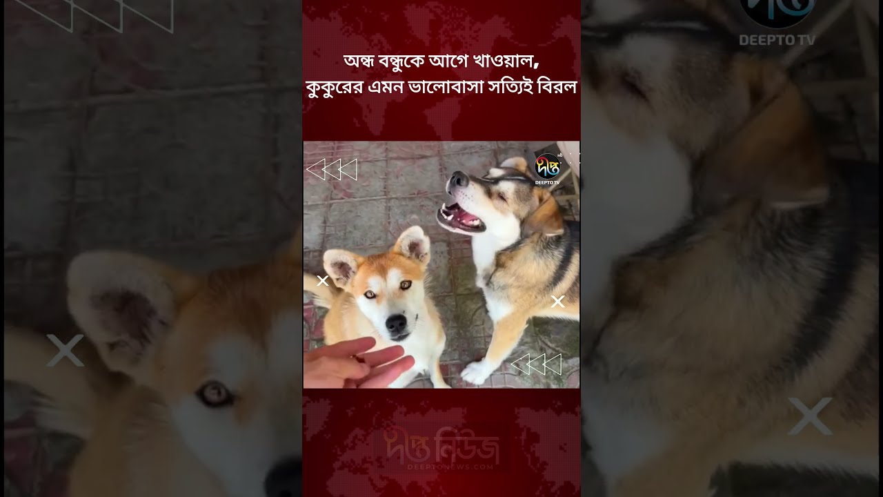 অন্ধ বন্ধুকে আগে খাওয়াল, কুকুরের এমন ভালোবাসা সত্যিই বিরল l Heartwarming Dog Story l Deepto News