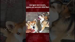 অন্ধ বন্ধুকে আগে খাওয়াল, কুকুরের এমন ভালোবাসা সত্যিই বিরল l Heartwarming Dog Story l Deepto News