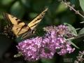 Secret Garden - Papillon 