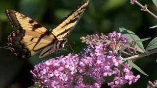 Secret Garden - Papillon
