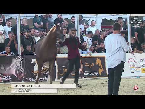 N.413 MUNTASIR J - Manda Arabian Horse Show - Stallions 2016 & OLDER (Class 41)