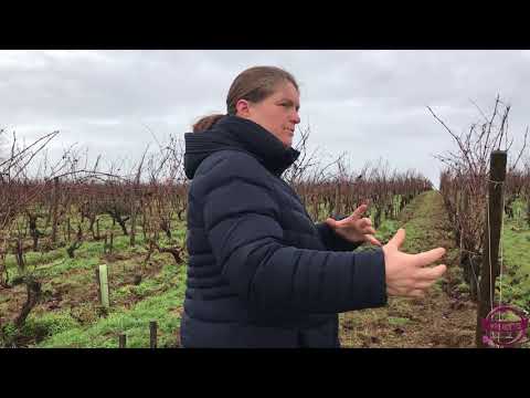 WineTrotters - C01V02 -  MAINE-ET-LOIRE - Monique & Tessa LAROCHE - Domaine aux Moines