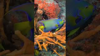 Download lagu Ocean Treasures 4K 🐠 Colorful Coral Reefs & Marine Life - Relaxing Underwater Journey mp3 Download lagu Ocean Treasures 4K 🐠 Colorful Coral Reefs & Marine Life - Relaxing Underwater Journey mp3