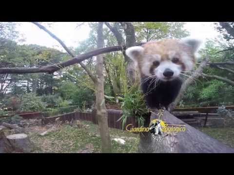 Panda minore al Giardino Zoologico di Pistoia