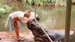 Jessica the Celebrity Hippo with Sarah Roberts