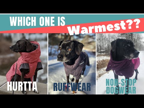 Unveiling the Best Winter Dog Coat