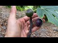 March Garden Tour The Tropical Fruit Plantation In Bradenton Florida