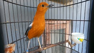 Download lagu PANCINGAN JOS ANIS MERAH NGERIWIK KASAR || PALING CEPAT RESPON BURUNG UNTUK NYAUT NGEPLONG jelasss mp3 Download lagu PANCINGAN JOS ANIS MERAH NGERIWIK KASAR || PALING CEPAT RESPON BURUNG UNTUK NYAUT NGEPLONG jelasss mp3