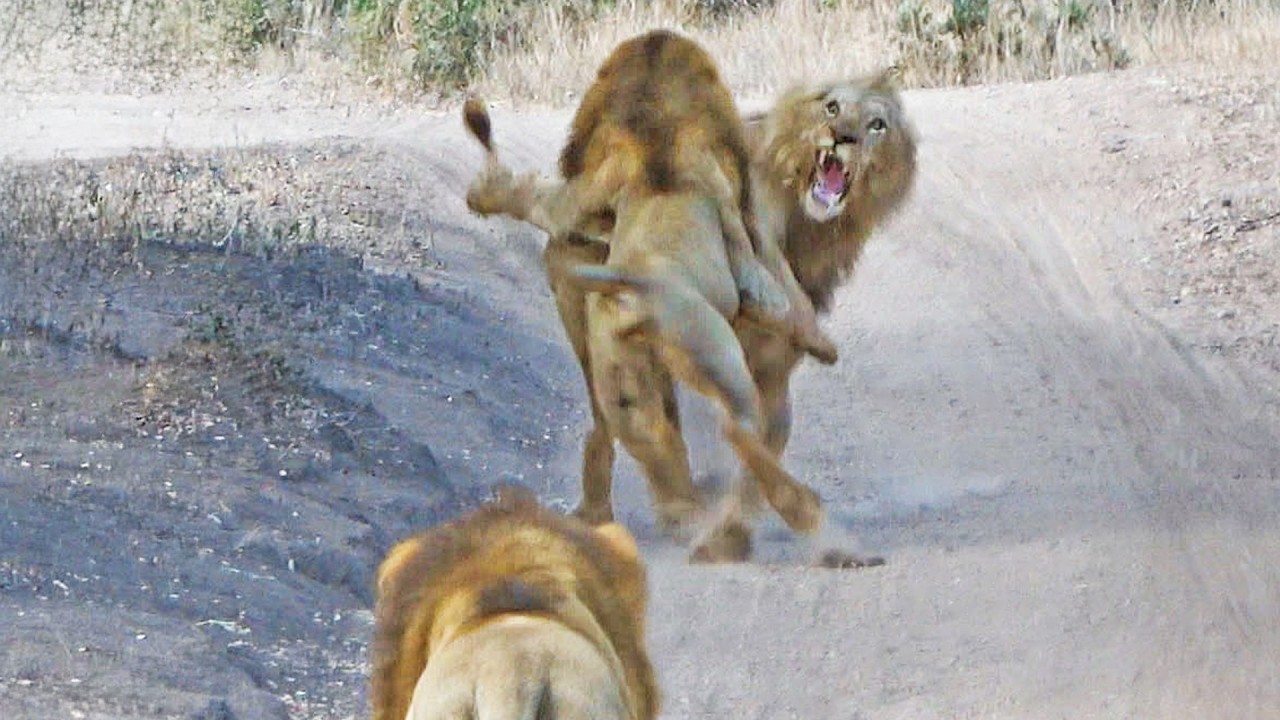 Lions Surprise Rival and Attack Him From Behind