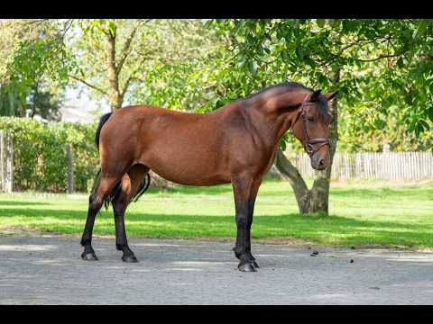 Waterslade Forget Me Not (APPLEWITCH DIVERSITY S54/040 x MALLARDS WOOD HILLBILLY) - Video 4 video thumbnail