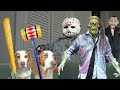 These Dogs Are The Cutest Assassins Ever