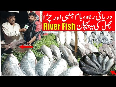 River,s Black Rohu, Chira And Baam  / Best Fishes To Eat in Pakistan
