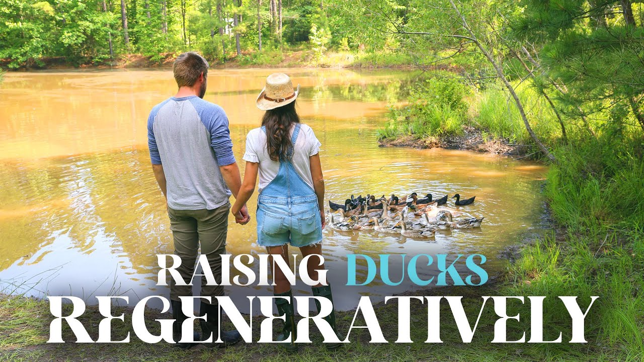 Creating the Ultimate Duck Paradise: Raising Ducks Regeneratively in Texas