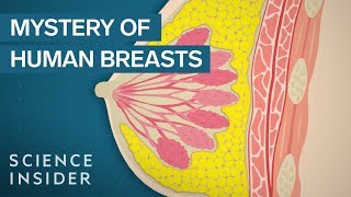 Why Human Breasts Are Unique