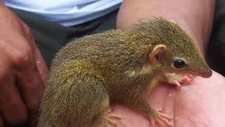 Download lagu Suara Tupai Kekes, Celemes, Bajing Kecil Yang Monyong Asli dari Alam mp3 Download lagu Suara Tupai Kekes, Celemes, Bajing Kecil Yang Monyong Asli dari Alam mp3