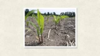 Managing Small Seed Sizes in Seed Corn
