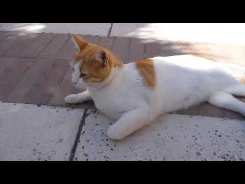 #The cat#Funny cat # Playing cat