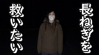 長ねぎを救いたい