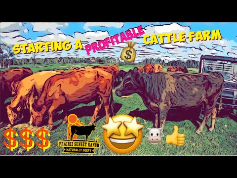 , title : 'BEGINNERS Guide to choosing Cows 4  [$$ Profitable Cattle Farms] 💵'