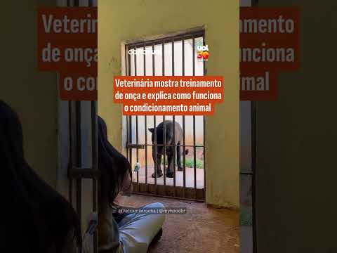 Veterinária mostra treinamento de onça e explica como funciona o condicionamento animal