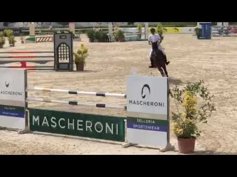 2012 gelding by cellestial jump of