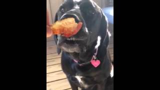 Dogs reaction to waiting for bacon