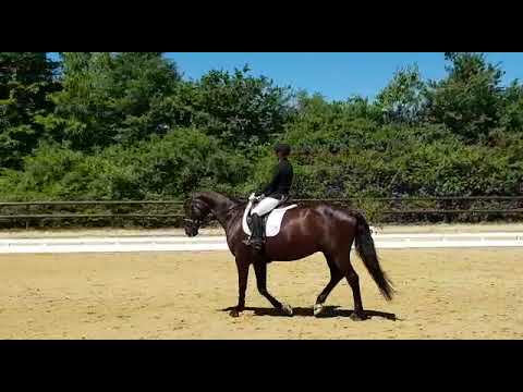 5jähriger Wallach von Don Index x Alabaster