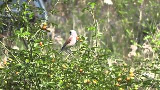 preview picture of video 'Ťuhýk obecný - Lanius collurio - Red-backed Shrike - Neuntöter - Alcaudón dorsirrojo'