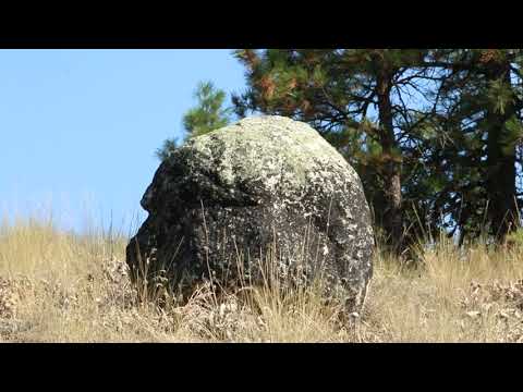 Origins of consciousness