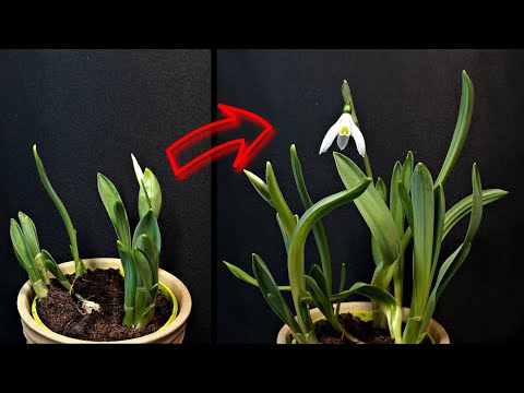 , title : 'Snowdrop Growing Timelapse'