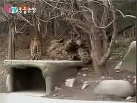 Sumatran Tigers vs African lions. Lions are submissive and owned yet again!